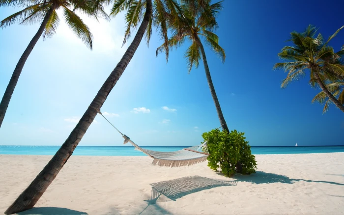 nature landscape hammocks beach white sand palm trees 2k
