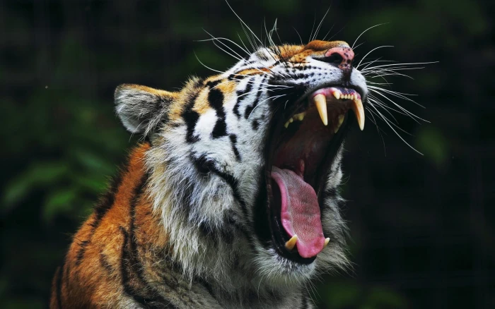 orange and white tiger animals open mouth nature big cats 2k