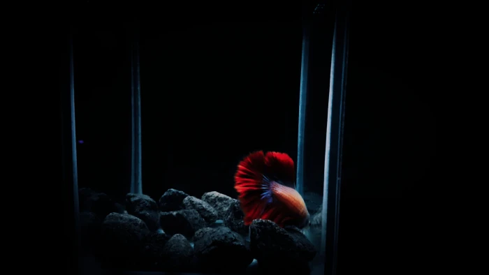 red betta fish animal sea life water invertebrate nature 2k 4k 5k