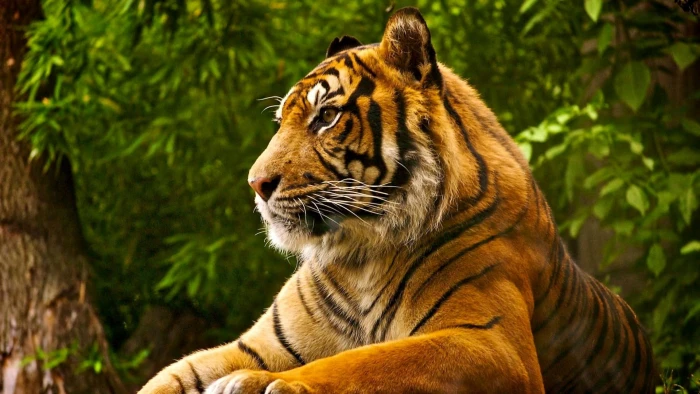 Royal Predator tiger animal cubs big cats nature wildlife 2k
