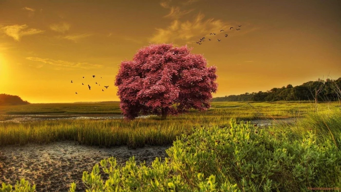sunset lonely tree field birds blooming japanese maple 2k