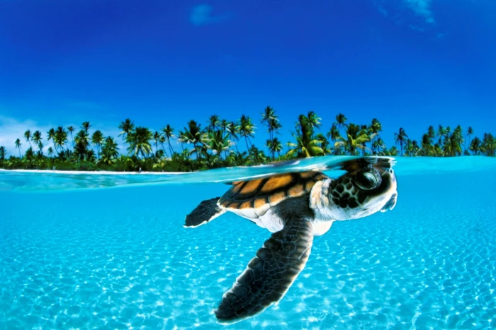 underwater high resolution desktop backgrounds blue sea animal themes 2k