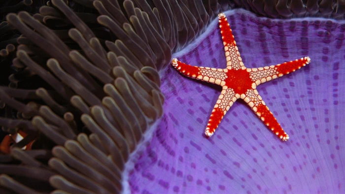 underwater sea nature starfish animals coral 2k