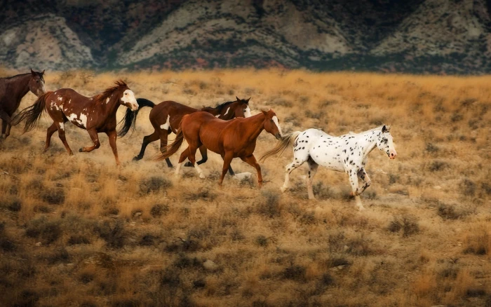 white and brown horses animals nature animal wildlife domestic 2k