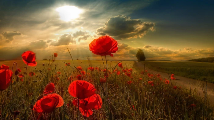 widescreen nature high resolution 2k
