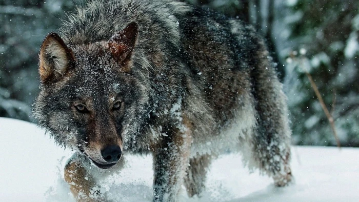 gray wolf animals nature snow winter cold temperature animal wildlife 2k