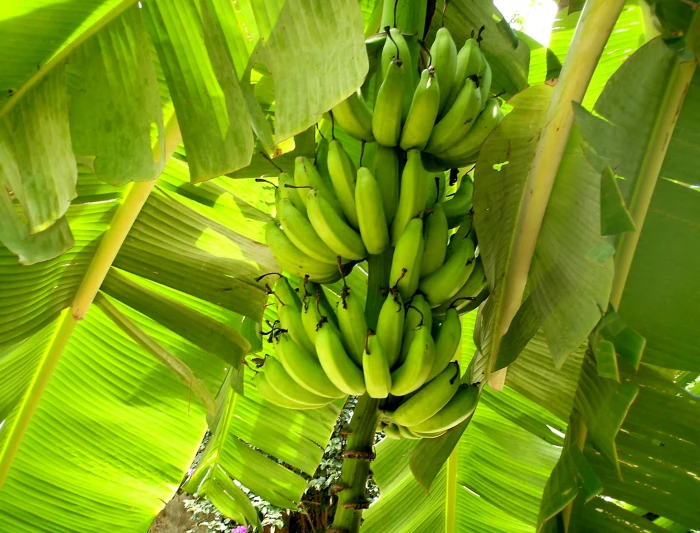 green banana fruits on tree Nature Plants Leaves Food 2k