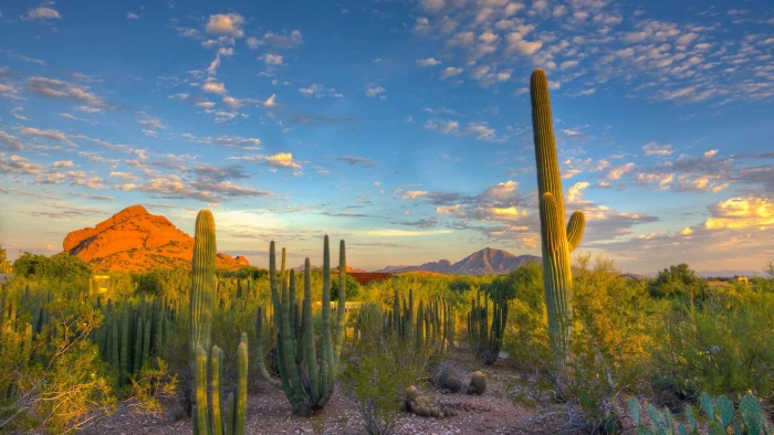 green leafed tree landscape nature desert cactus mountains 2k