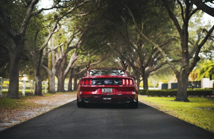 red car mustang gt Ford nature rear view Mustang Shelby 2k