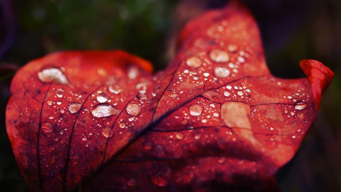 red leaf with water droplings nature drops 2k