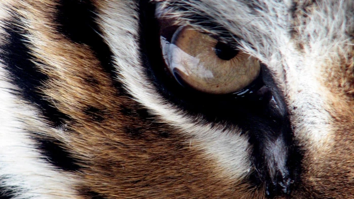 Tiger Eye white brown and black tiger eye big cats cubs nature 2k