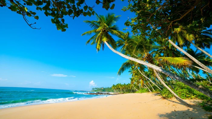 Arugambay Exoctic Beaches Sri Lanka Sandy Blue Waters Palm Trees Sky Photo Wallpaper Hd 2k