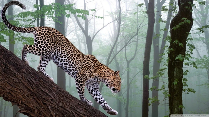 black and white leopard print textile animals nature animal 2k