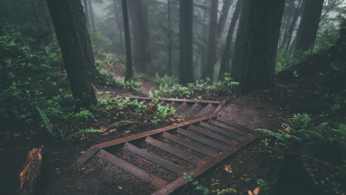 brown stairs photo of wooden and trees steps forest 2k