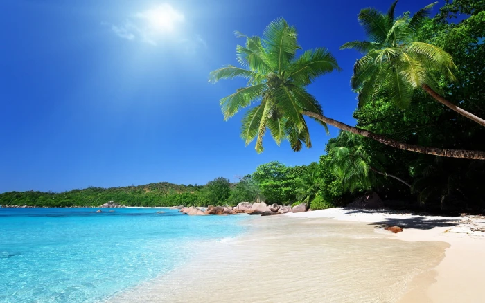 coconut trees beach sand palm tropical sea summer 2k