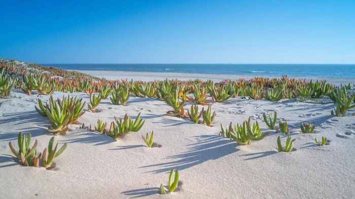 green and yellow floral textile beach shore plants sand water 2k