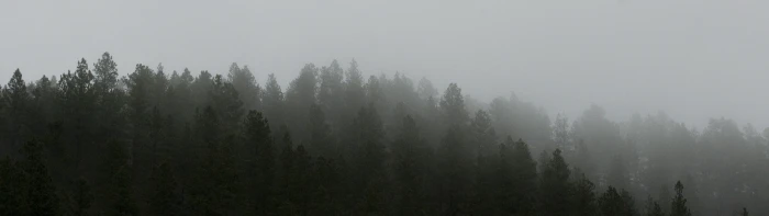 landscape nature dual screen tree fog plant tranquility 2k 4k