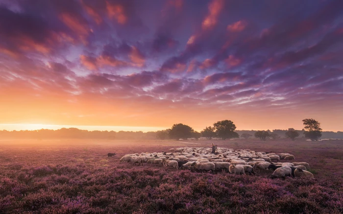 Landscape HD Sheeps 2k