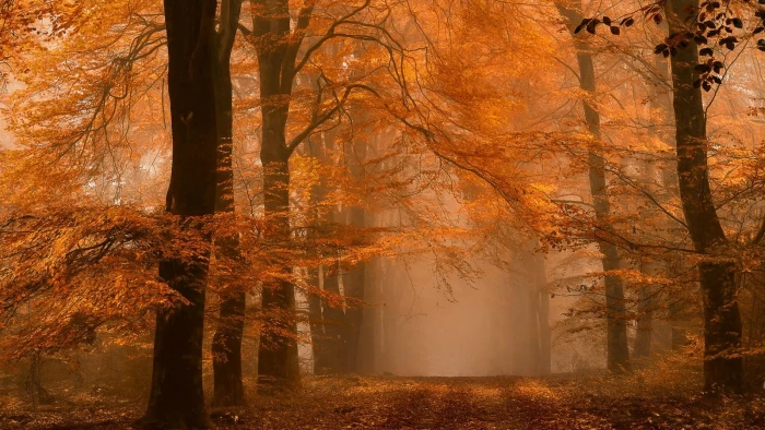 maple tree nature landscape forest fall mist path amber 2k