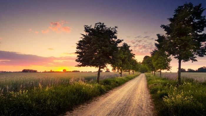 nature hd for pc download plant sky tree direction 2k