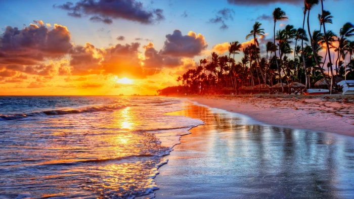 palm tree palms sky shore ocean water beach horizon 2k