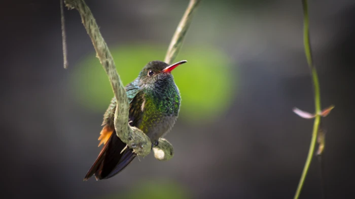 selective focus wildlife photography of long beak bird perching on branch hummingbird 2k 4k
