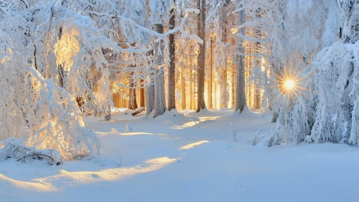 winter snow frost freezing light tree sky snowy sunlight 2k