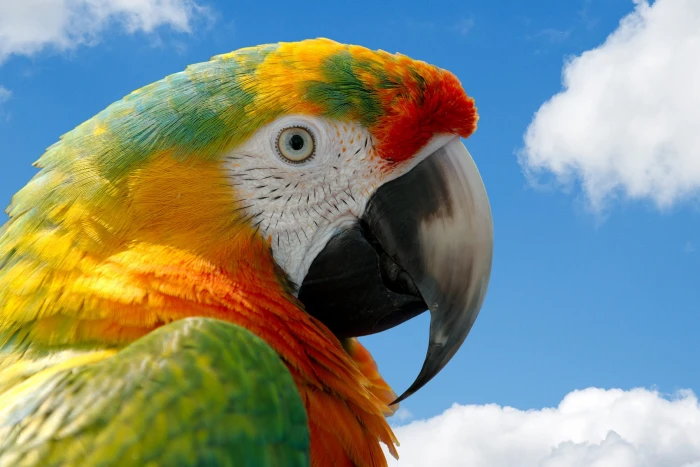 close up photo of multicolored parrot macaw bird nature wild 2k