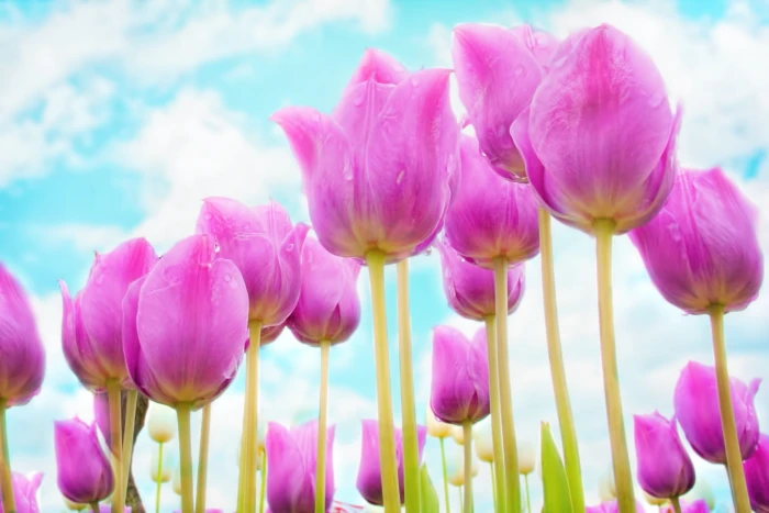 pink tulip flower field wallpaper tulips spring flowers bloom 2k 4k