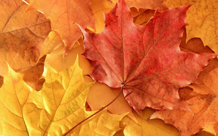red maple leaves macro nature fall autumn leaf season yellow 2k