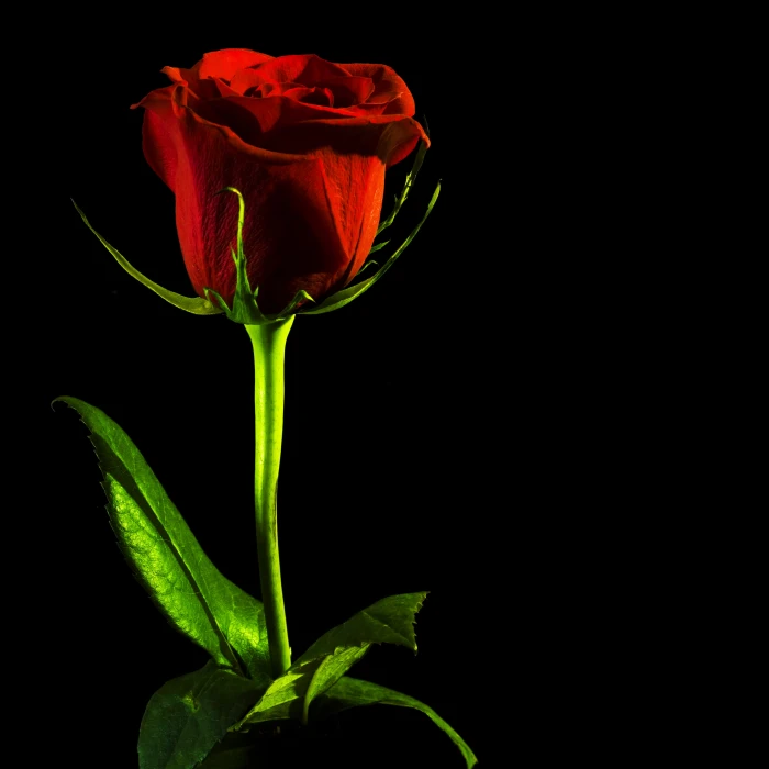 black rose red background closeup isolated nobody petal 2k 4k