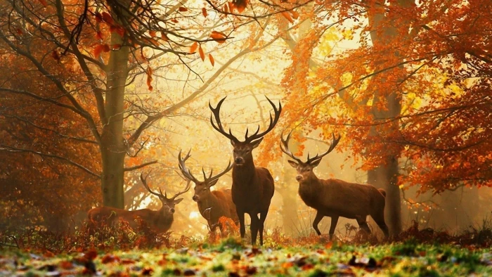 brown deer nature animals grass trees leaves autumn animal themes 2k