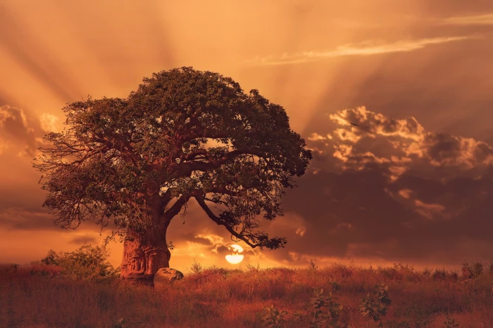 brown tree in field during sunet nature landscape sunset trees 2k