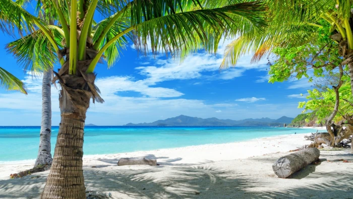 green coconut trees tropics beach sand palm sea nature 2k