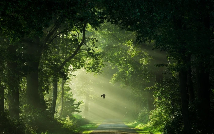 green leafed trees nature landscape Netherlands mist road 2k