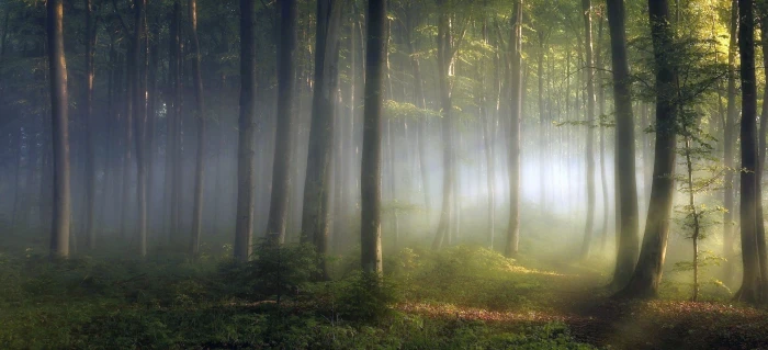 green trees forest during sunrise morning lights shrubs path 2k