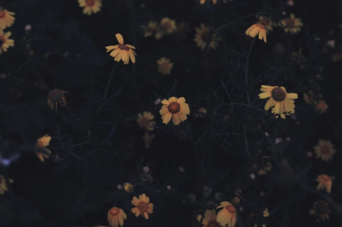 israel nazareth pink flowers roses aesthetic spring summer 2k 4k 5k