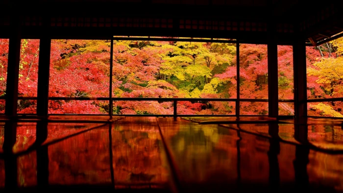 Japan Kyoto Asia nature trees plant no people autumn 2k