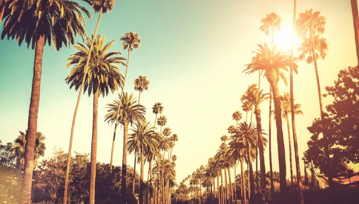 los angeles pc backgrounds hd palm tree tropical climate 2k