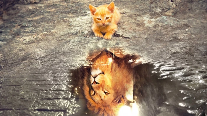 nature animals cats kittens lion wild cat water reflection 2k