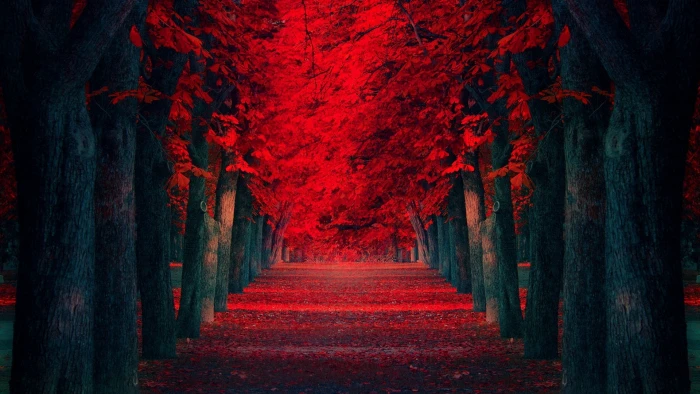 red flower trees nature leaves fall the way forward diminishing perspective 2k