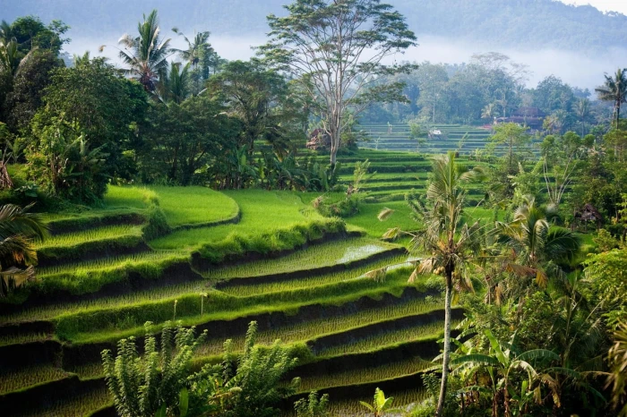 rice terraces nature landscape photography morning sunlight 2k