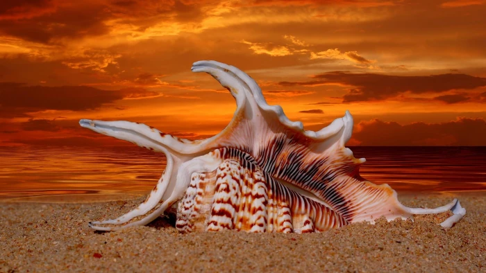 Sea Shell sunset beach sundown shore and abstract 2k