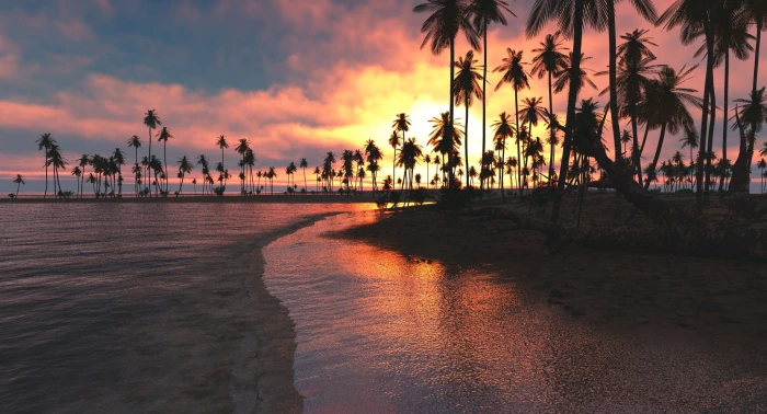 silhouette of coconut palm trees nature landscape tropical 2k