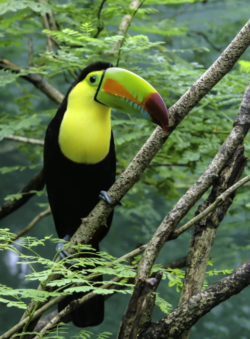 Toucan Bird perched on the tree toucan edit colorful big 2k
