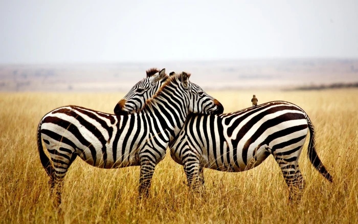 zebras animals nature birds animal wildlife themes 2k