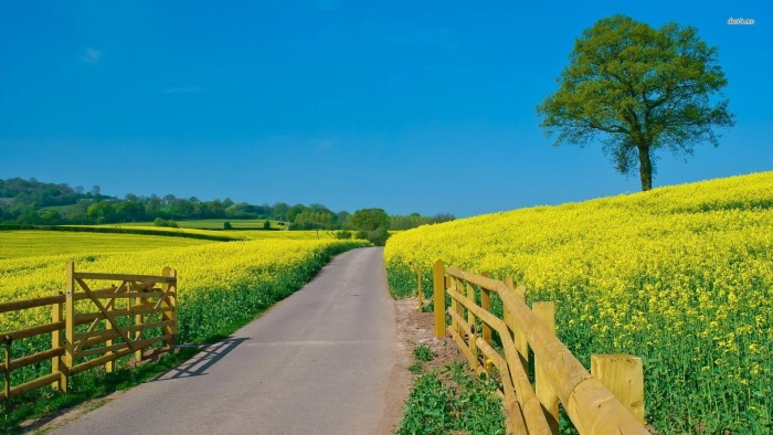 Colza Field France yellow nature tree mustard green fence 2k
