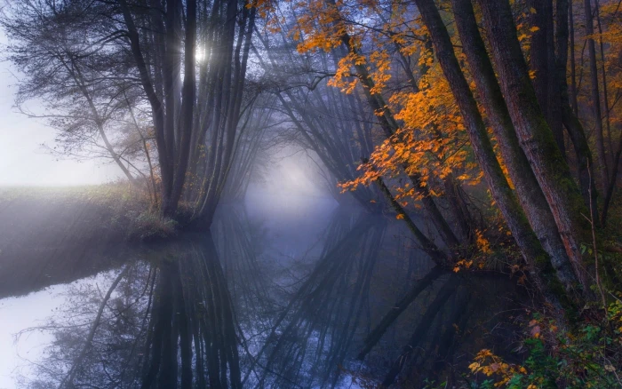 brown leafed trees beside body of water ray light reflecting from sun through forest 2k