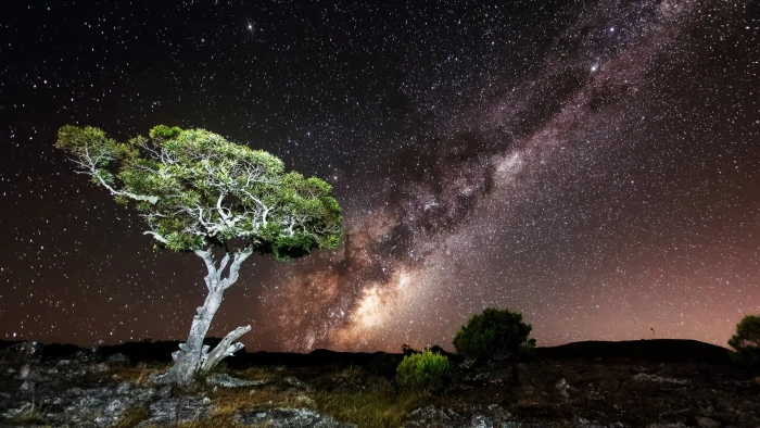 tree under sky with stars digital wallpaper nature night Milky Way 2k