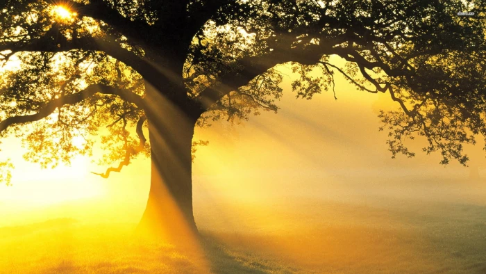 nature sun sunset sunrise star sky silhouette celestial body 2k